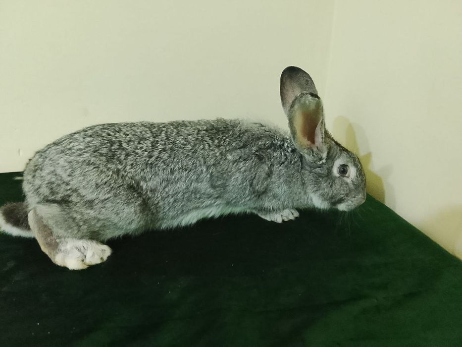 Куйонлар хар хил