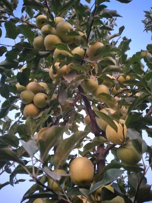 Mevalı köchatlar ıshonchlı va arzon