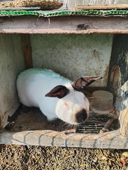 Крольчата  1,5 месяца