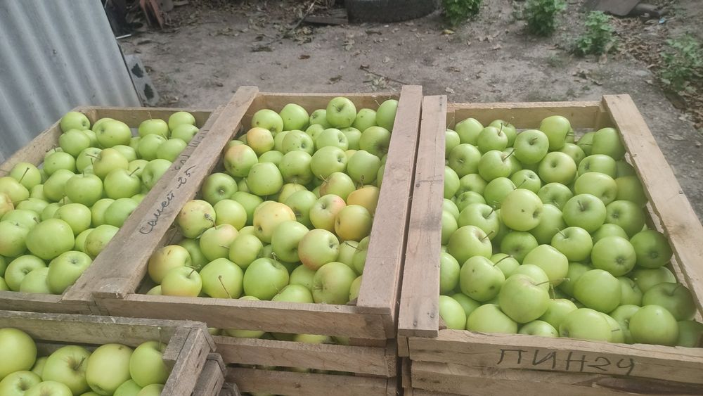 Продам яблоки восход