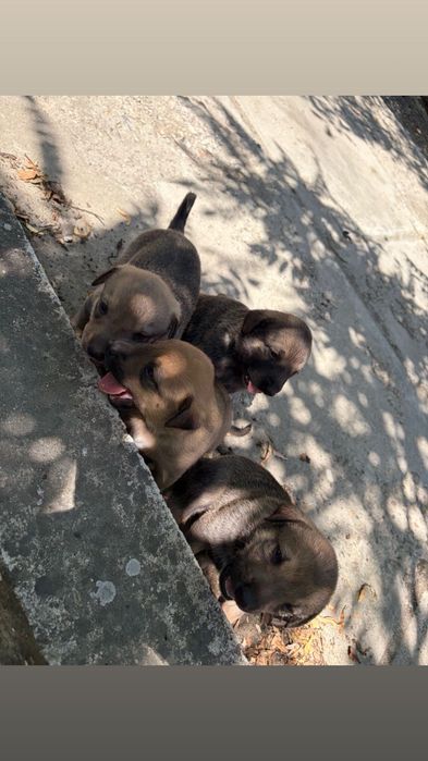 Cățeluși adorabilii își caută o familie iubitoare!