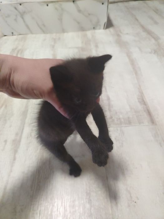 Отдам котенка в добрые руки