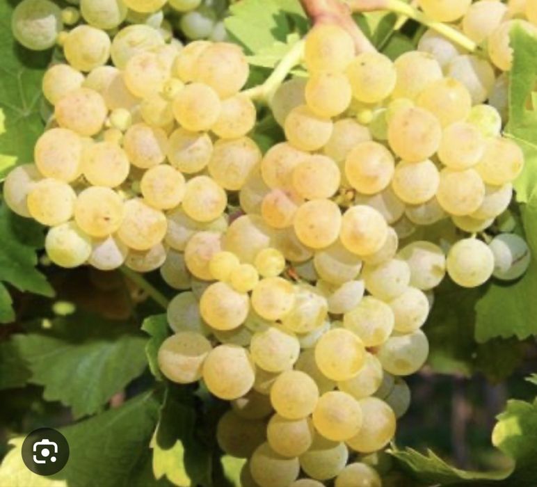 Vând struguri pentru vin, albi și negri, zona Curcani