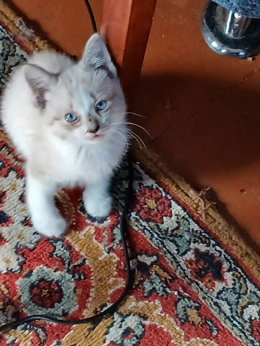 Очень хорошенькие котята