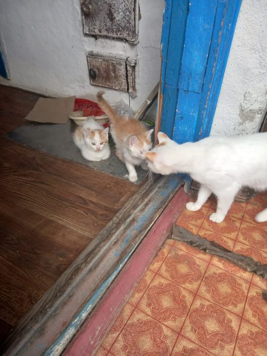 Отдам котят бесплатно мальчики