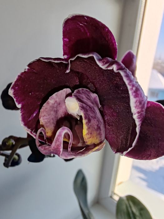 Орхидея фаленопсис