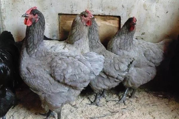 Джерсийский гигант цыплята
