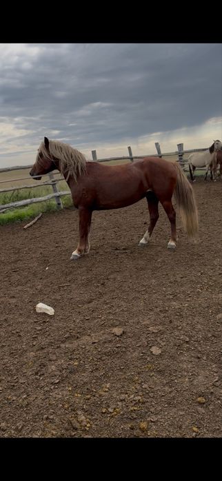 Айғыр сатылады 7 жасар