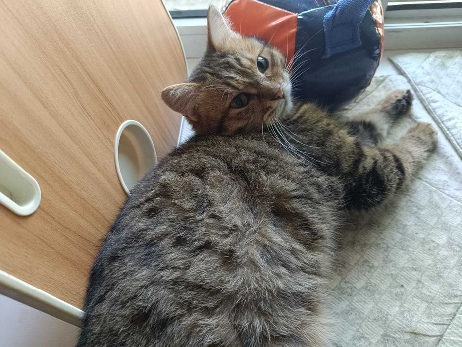 Отдам кота в хорошие руки