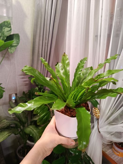 Продам комнатные цветы