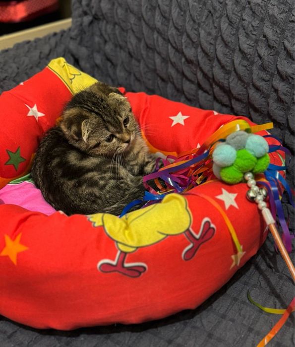 Scottish Fold mushuk