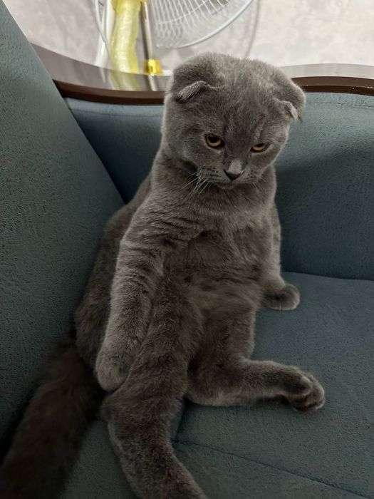 Продам кота шотландский
