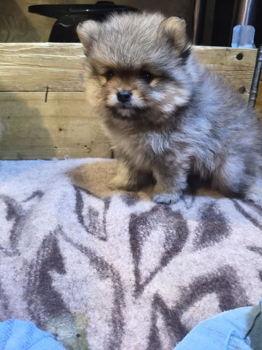 Померанский шпиц