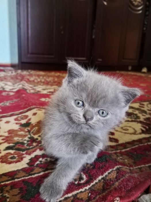 Продаются котята