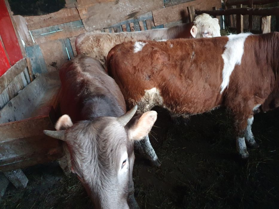 Vand taurasi si juninci