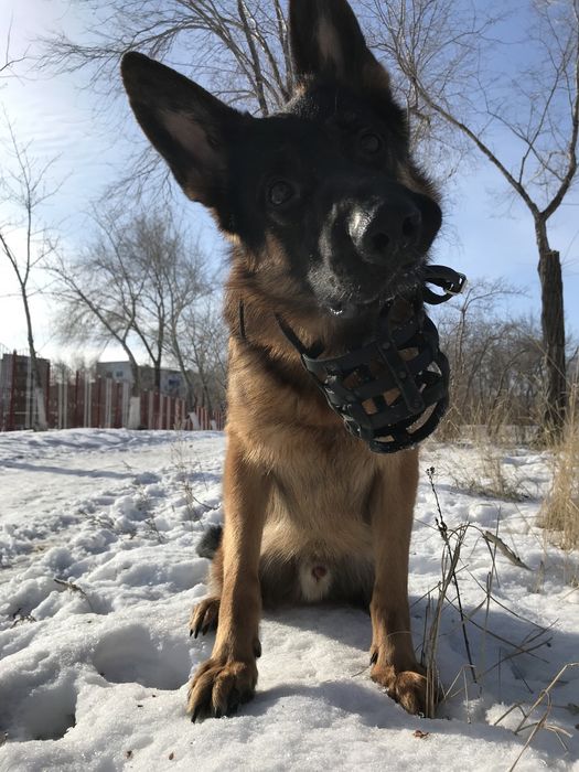 Кобель для вязки