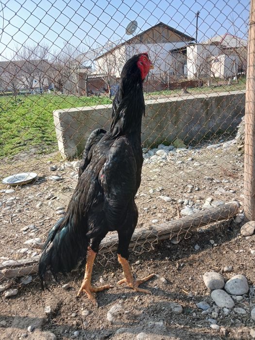 Асл насл ишкибозларига тухумлари сотилади