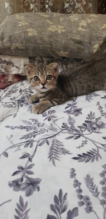 Котенок скотиш фолд