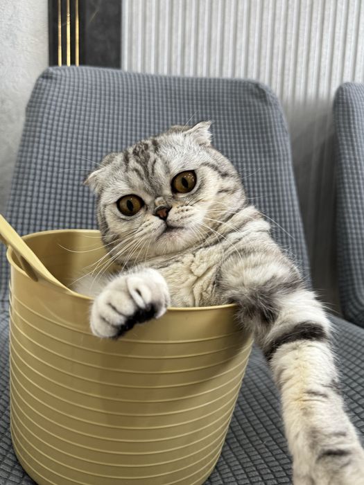 Кот шотладский вислоухий