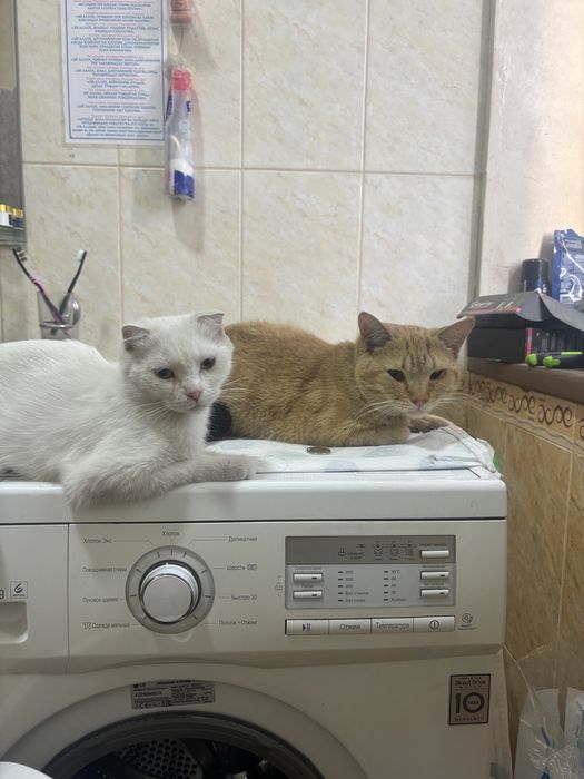 Продам котёнка в добрую семью