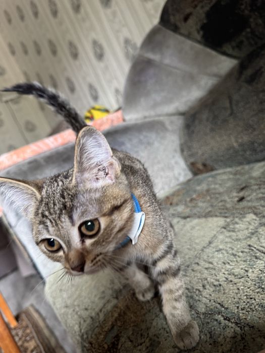 отдам котенка в хорошые руки