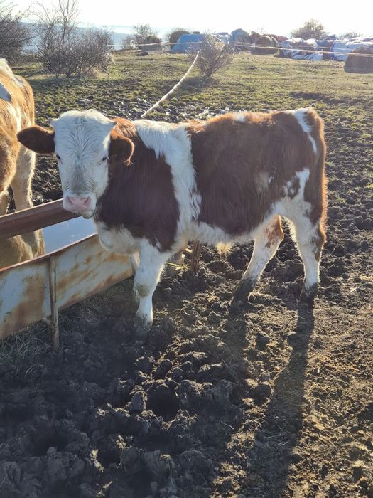 Vând tăuraș baltat