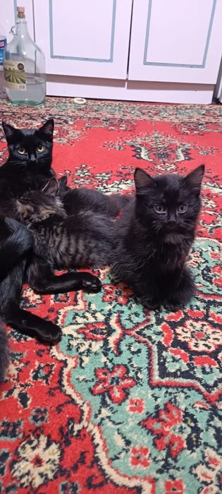 Отдам котят в хорошие руки!