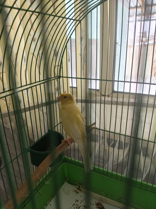 Продам кенара поющего