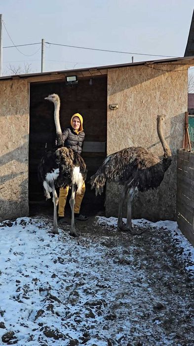 Vând familie struți africani