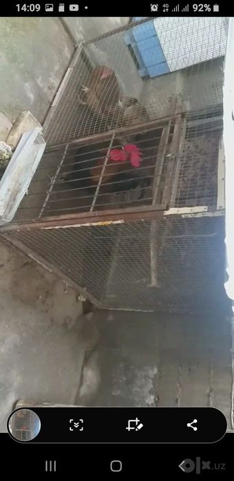 Tovuqlar sotiladi katagi bilan