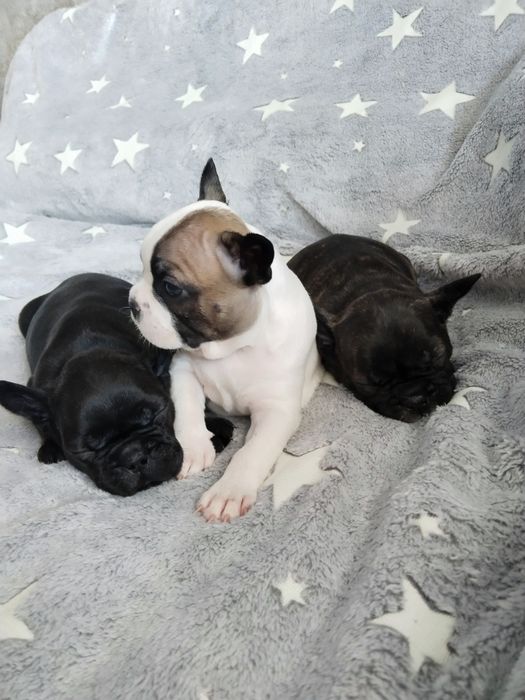 Продам французских бульдожек