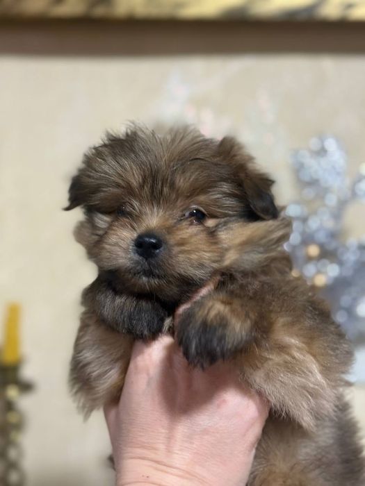 Продаются щенки шпиц помесь с ёркам! Два мальчика!