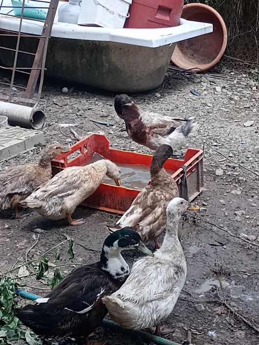 Патици и евтини яйца.