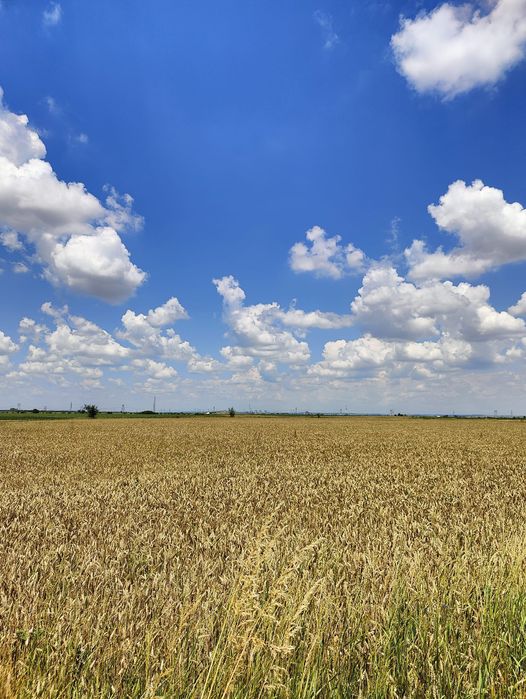 Teren agricol Comuna Suseni, sat Cersani, jud. ARGEȘ