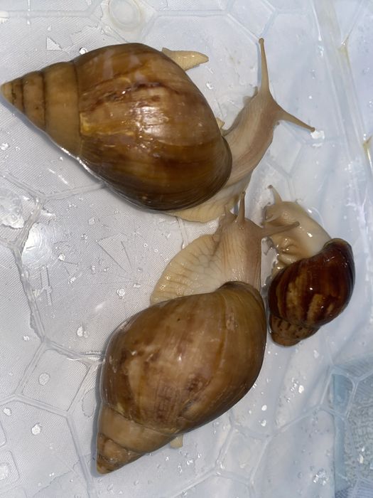 Ахатинский Улитки