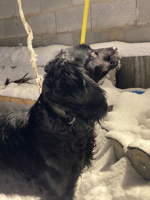 Продам русского спаниеля