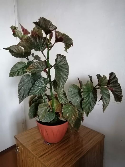 Продам комнатные цветы