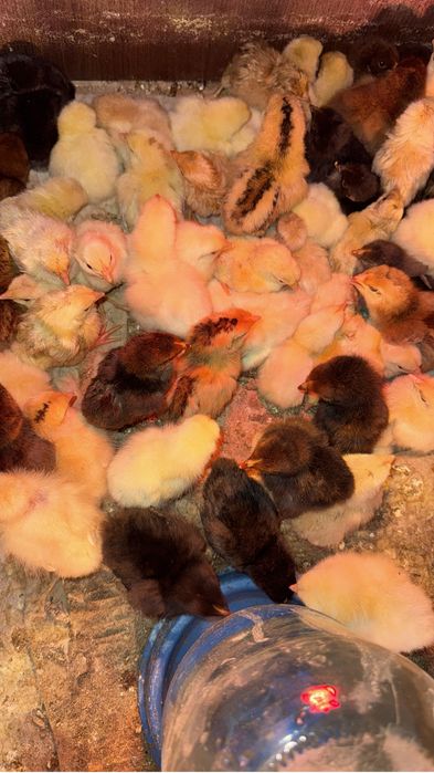 Домашние цыплята