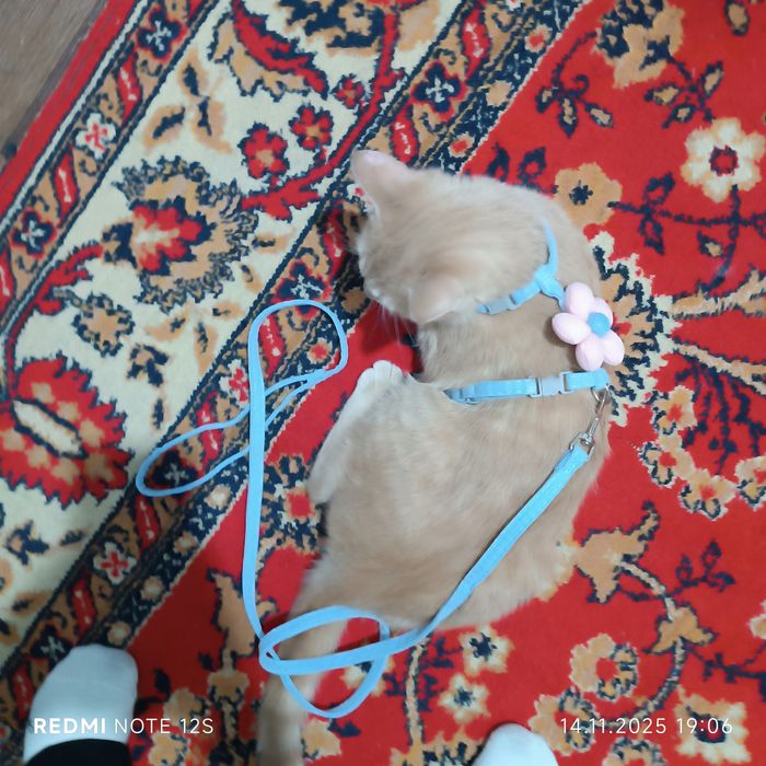 Передержка кошек