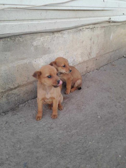 adopta un catel jucaus