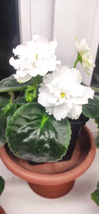 Фиалки сортовые ,цветущие