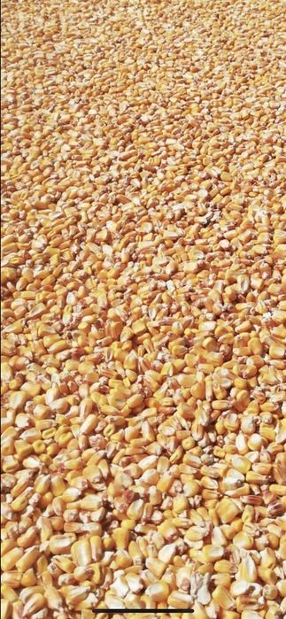 Porumb Boabe Vrac si Malai din Porumb Boabe