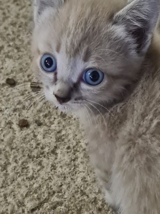 Отдам котят бесплатно