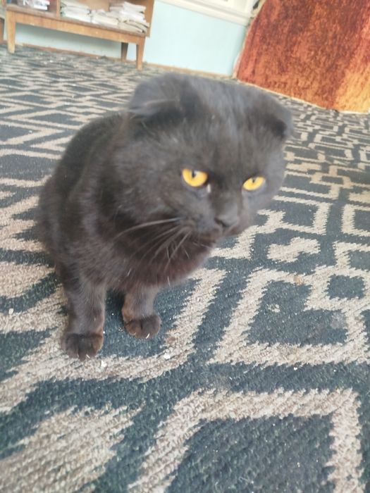 Симба кошка чёрный света