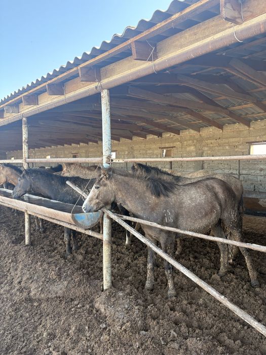 Жылкы еті бар 2700 тг