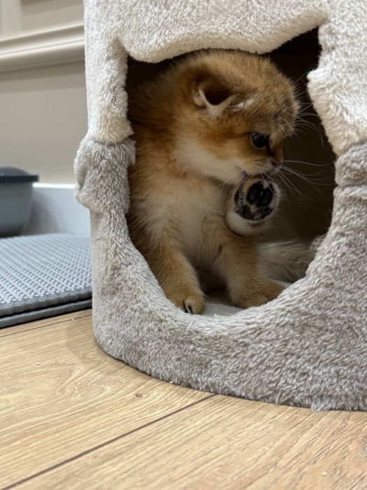Кот.     кот        кот