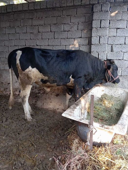 Корова келишамиз