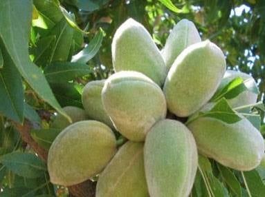 Бадем (Prunus dulcis)-150-160см.