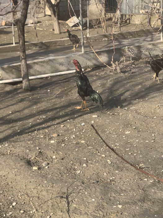 Belgiya o shamo sotiladi