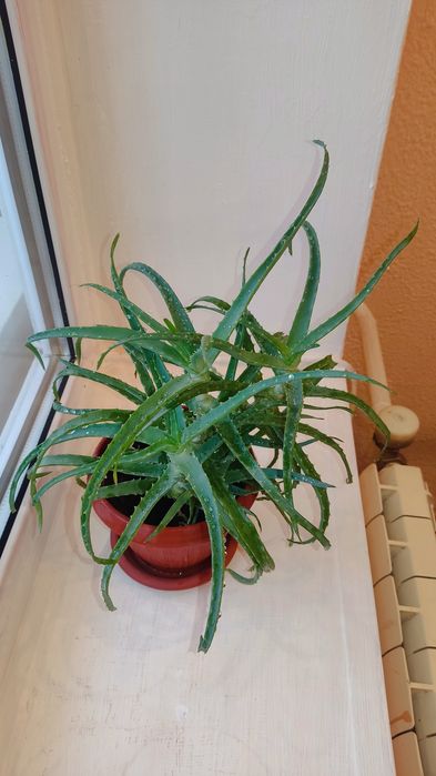 Продам комнатные цветы за 2000 т